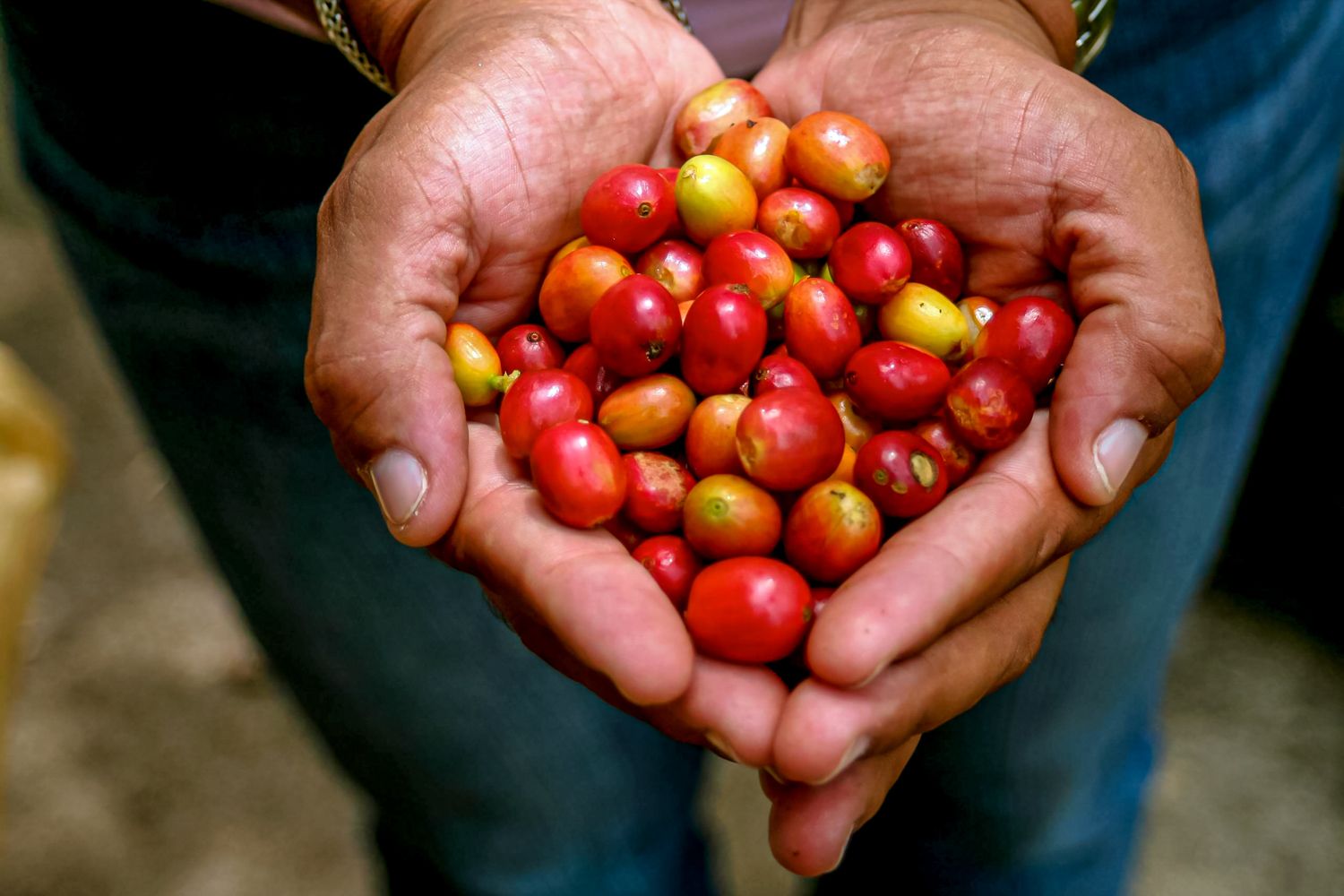 Why Jamaica’s Blue Mountain Coffee Is The World’s Most Sought-After Coffee