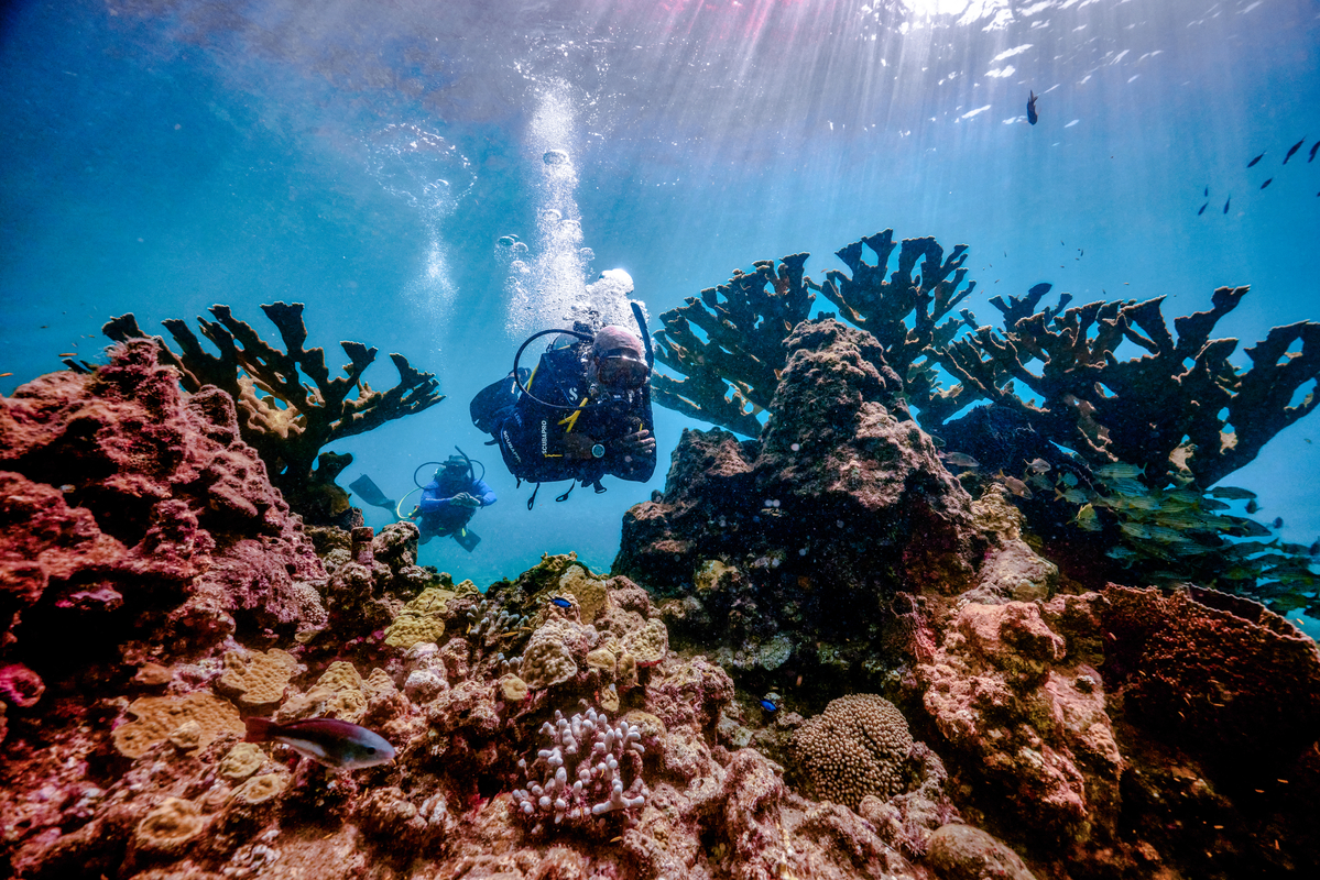 All You Need To Know About The Grenada Underwater Sculpture Park