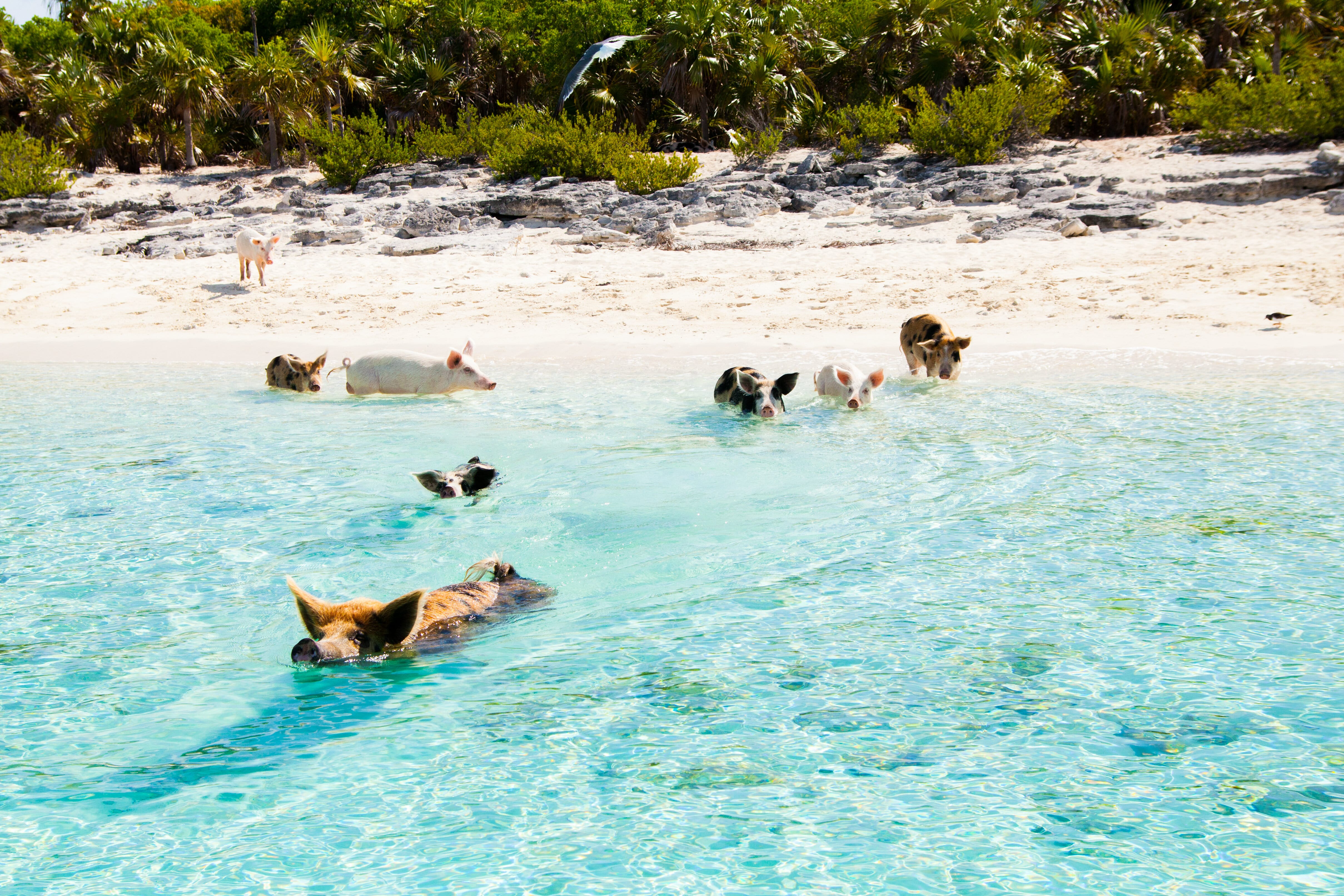 Adorable, Wild, & Fun - Here’s How To Meet The Swimming Pigs Of The Bahamas!